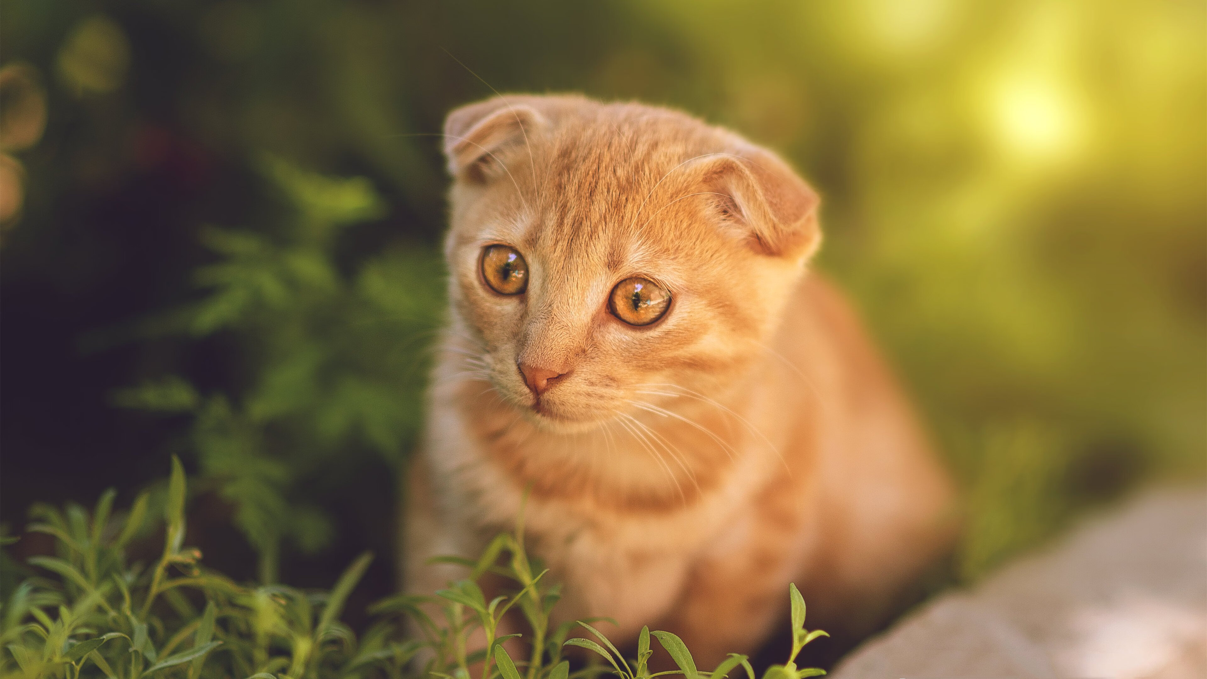 逆转之夜,郭艾伦如刀锋出鞘,广东鏖战力克吉林