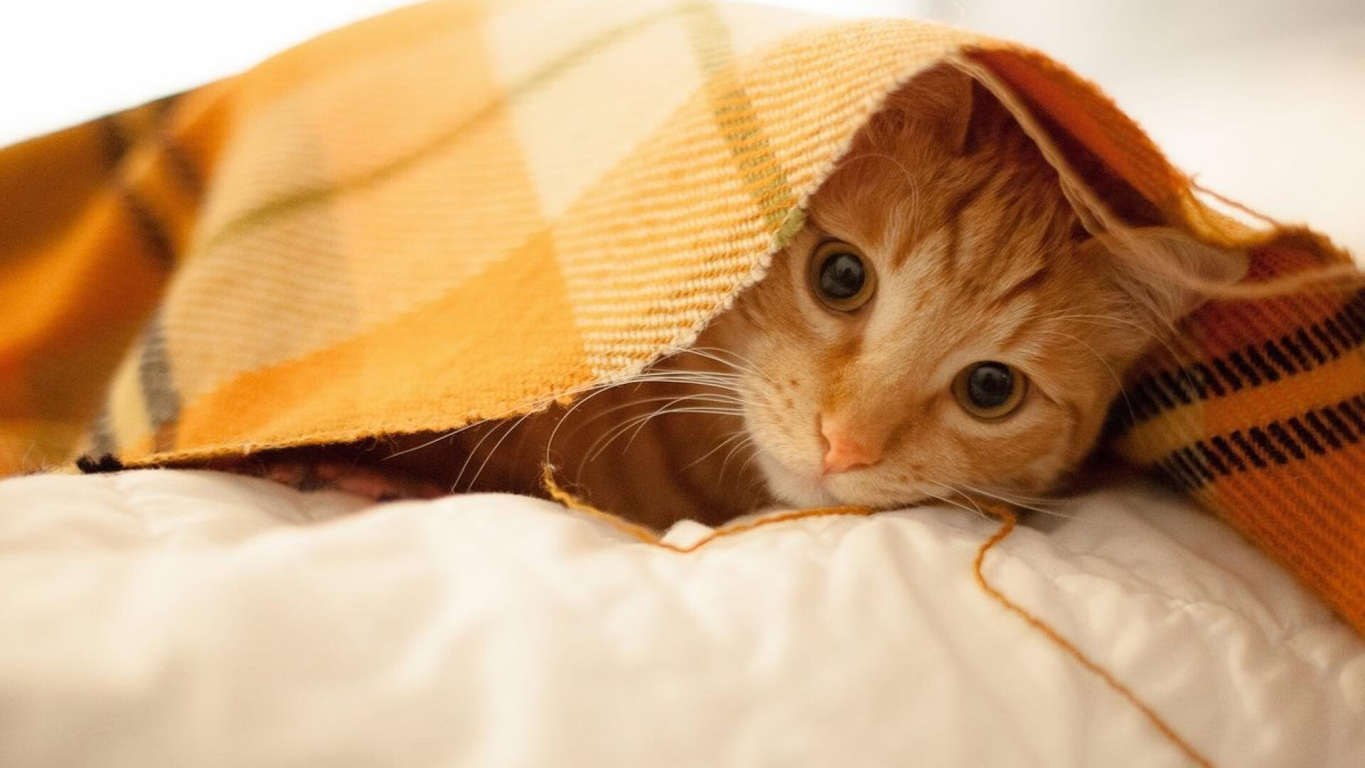 团队之光与孤胆英雄，印尼队碾压日本队，石宇奇点燃赛场