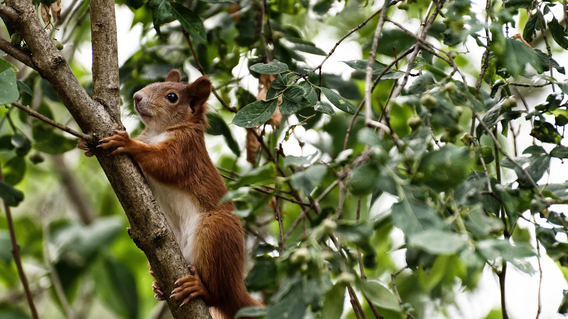 时间裂缝中的双冠，当足球险胜邂逅乒乓惊雷