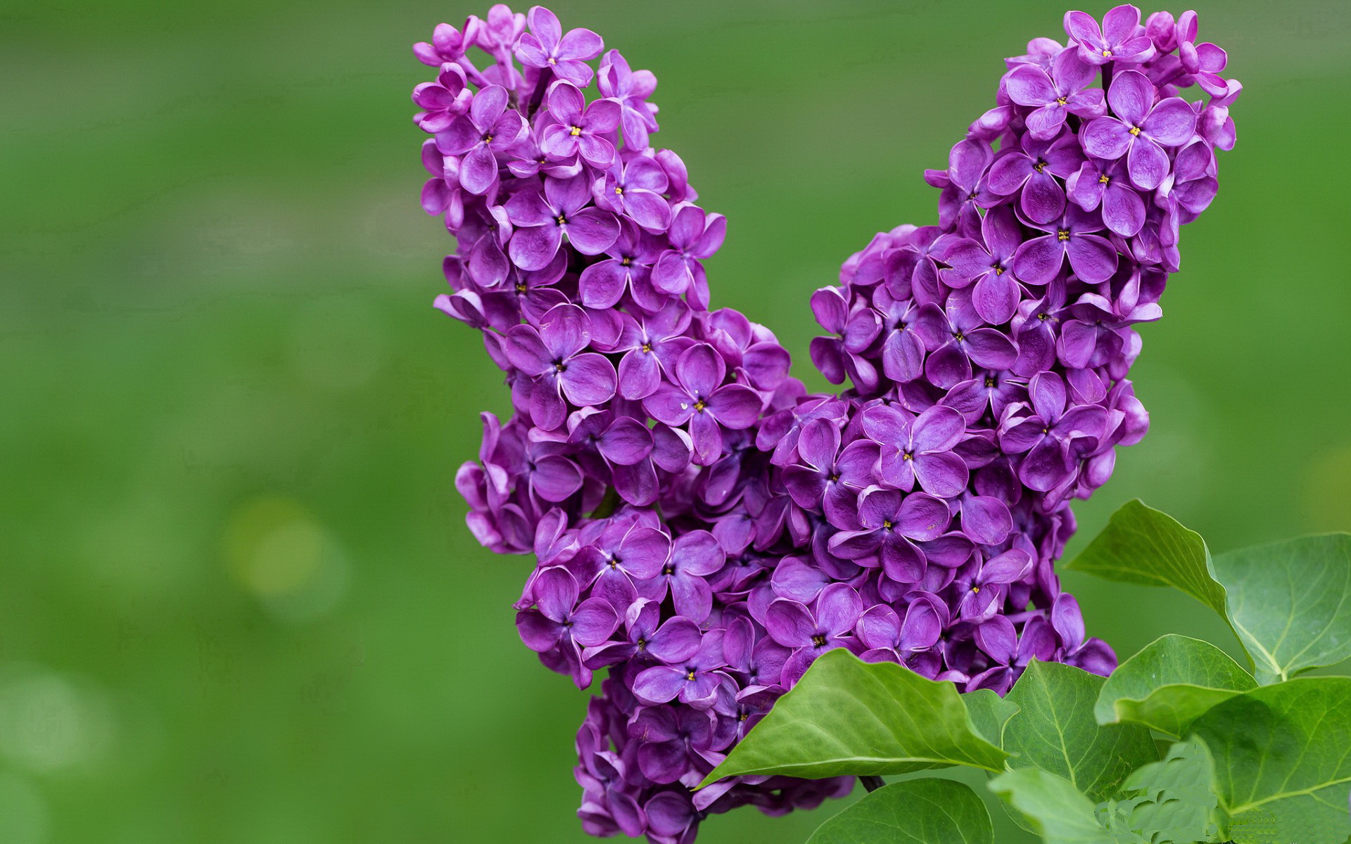 东决关键战之夜,冰与火的独舞者,为何孔德赛后评分拉满?