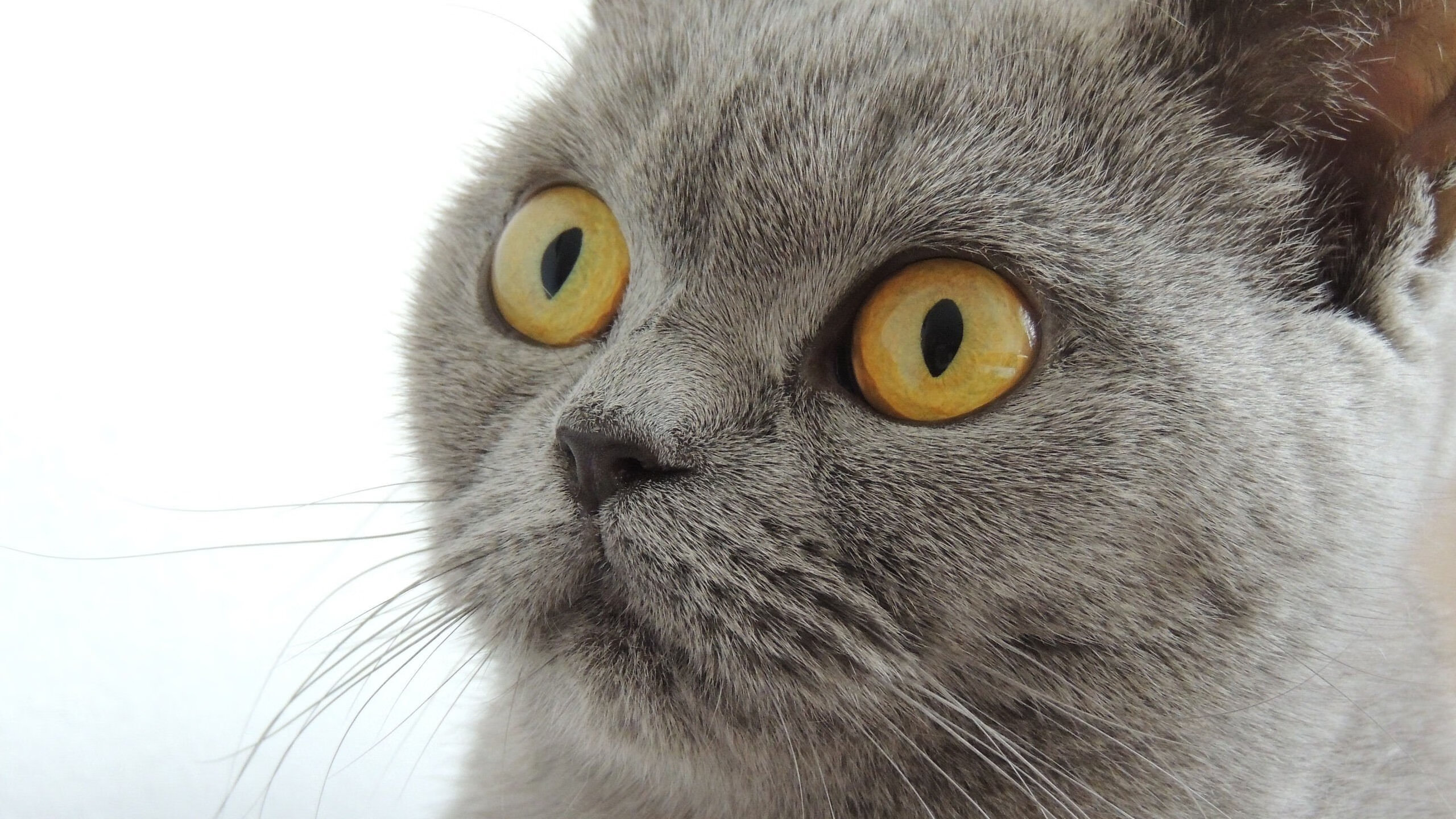 西甲暗战，塞维利亚单节撕裂伊斯坦布尔之影