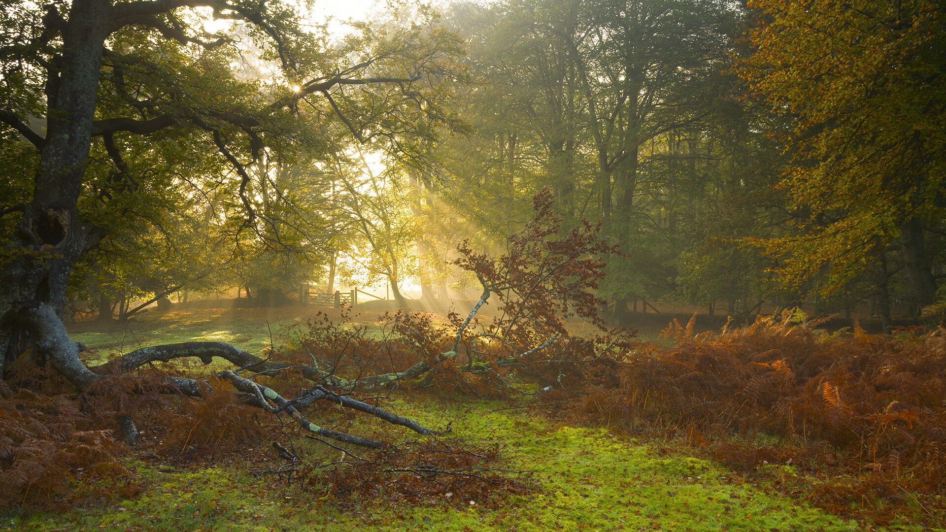 教科书之壁,德里赫特如何在对阵英格兰的夜晚定义现代中卫典范