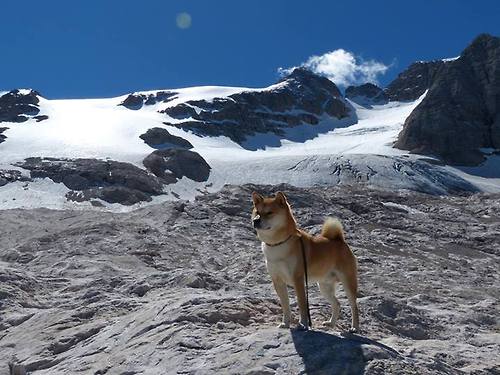 铁壁灰熊碾碎紫金军团，霍勒迪三记夺命三分定乾坤