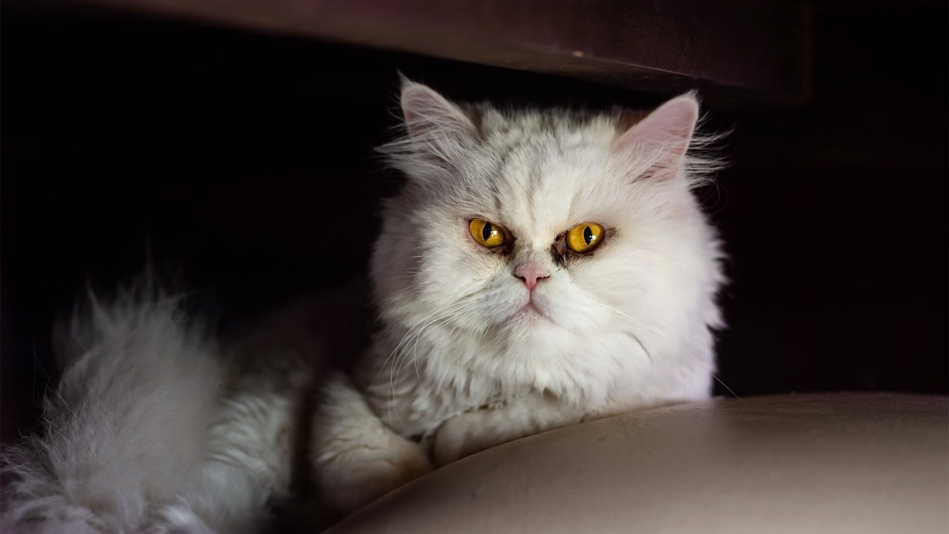 双冠王之心，武切维奇奥运前哨战击碎雷霆，公牛王朝的洲际宣言