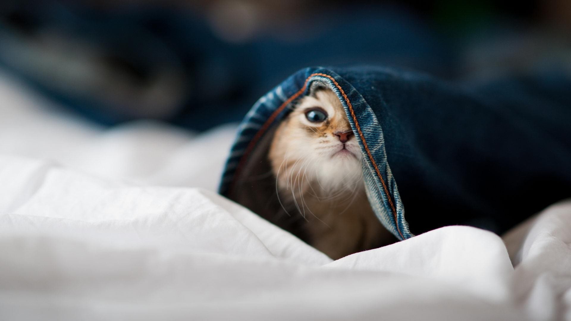 冰火交织，虚构之战中的哈弗茨救赎之路