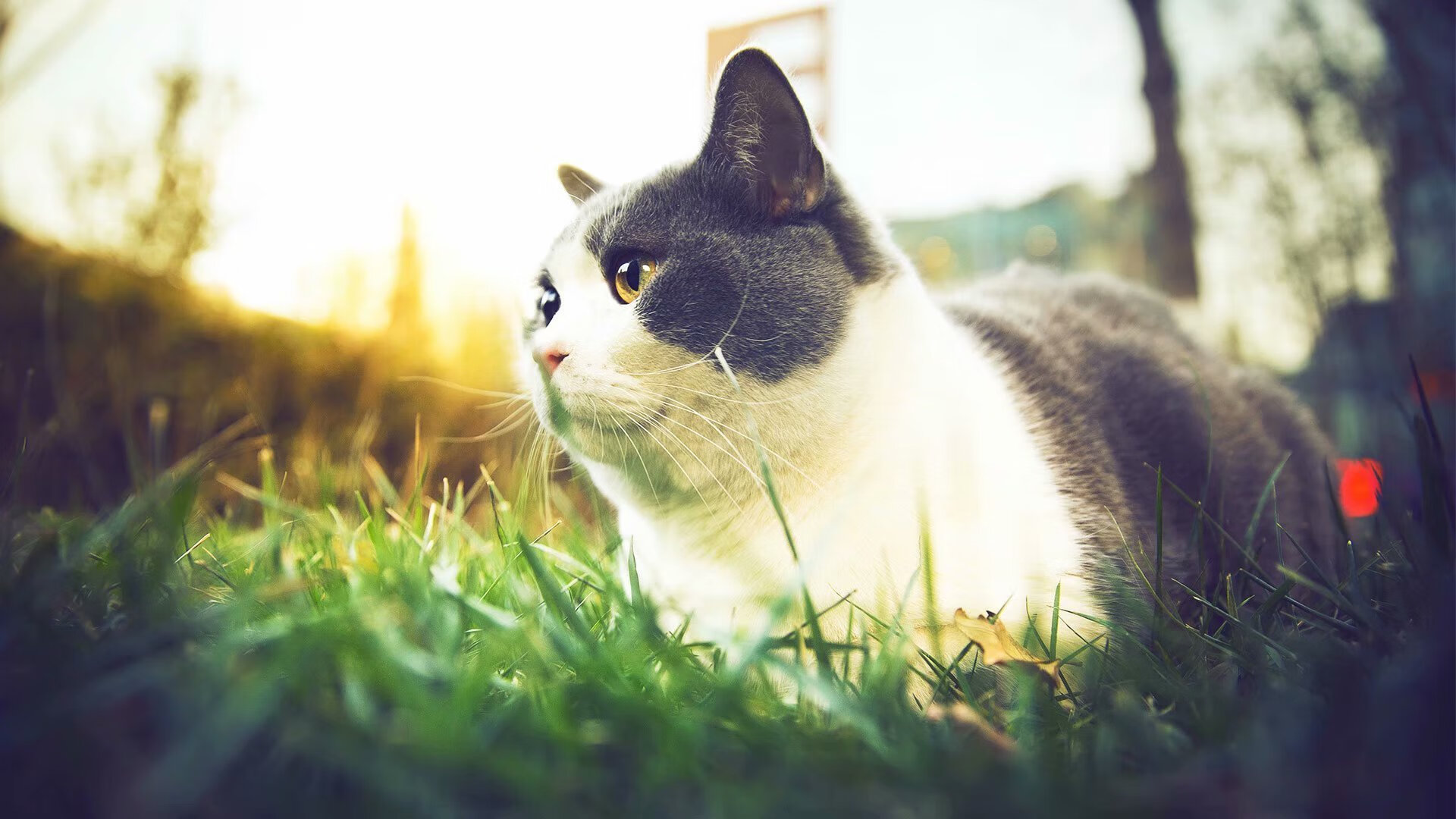 双星缺席后的孤胆剧本，利拉德用非议者的鲜血，为开拓者浇铸冠军之魂
