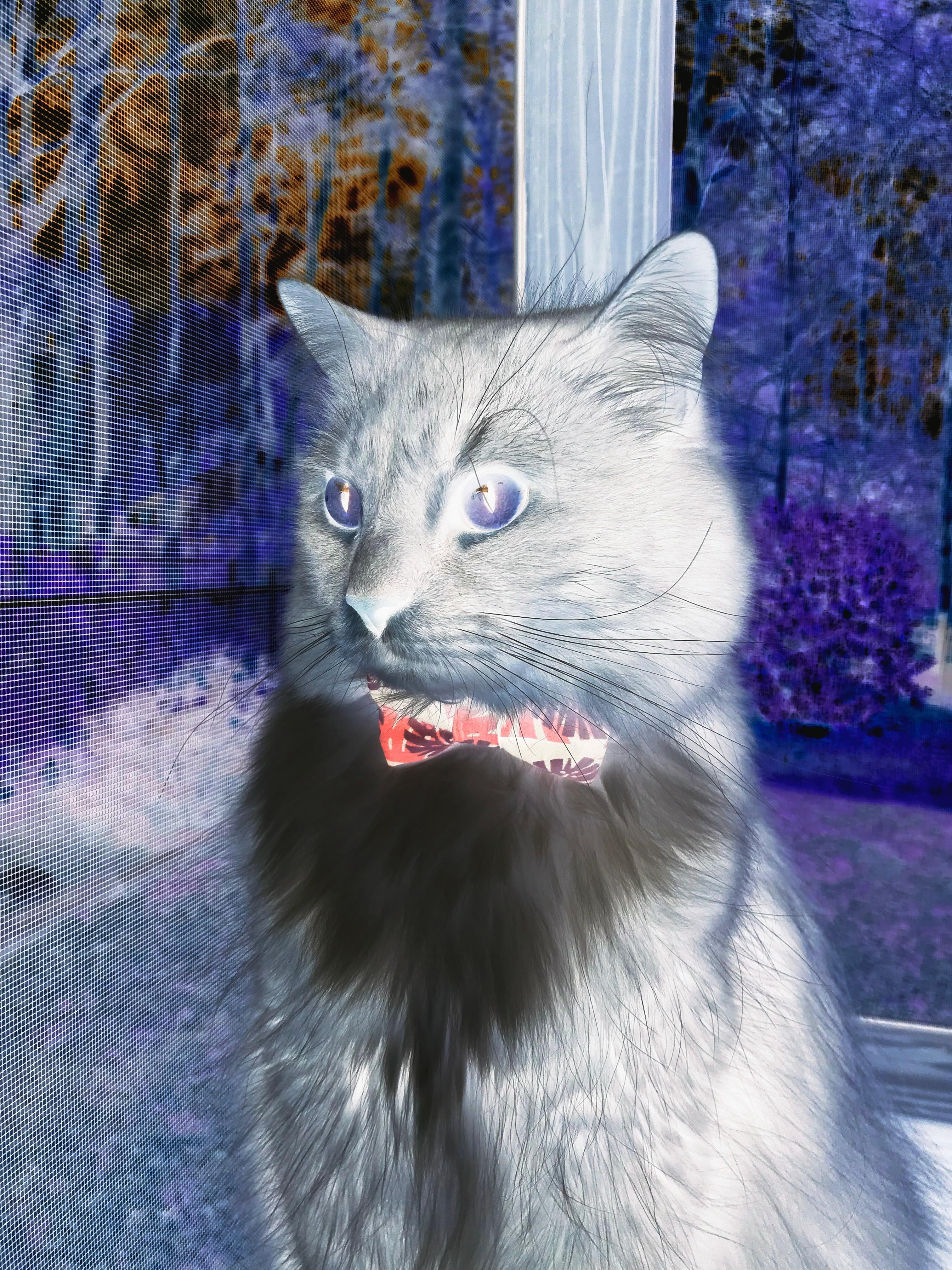 福登的跨界魔法,马德里竞技与阿根廷的史诗对决中,英格兰天才如何成为胜负手