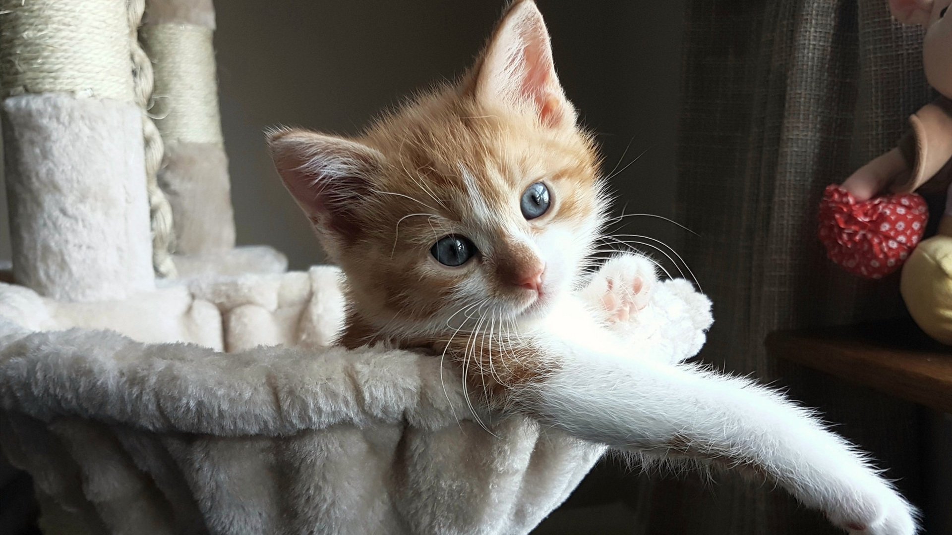 定位球征服新大陆,若日尼奥的罗马式救赎与哥斯达黎加焦点战启示录