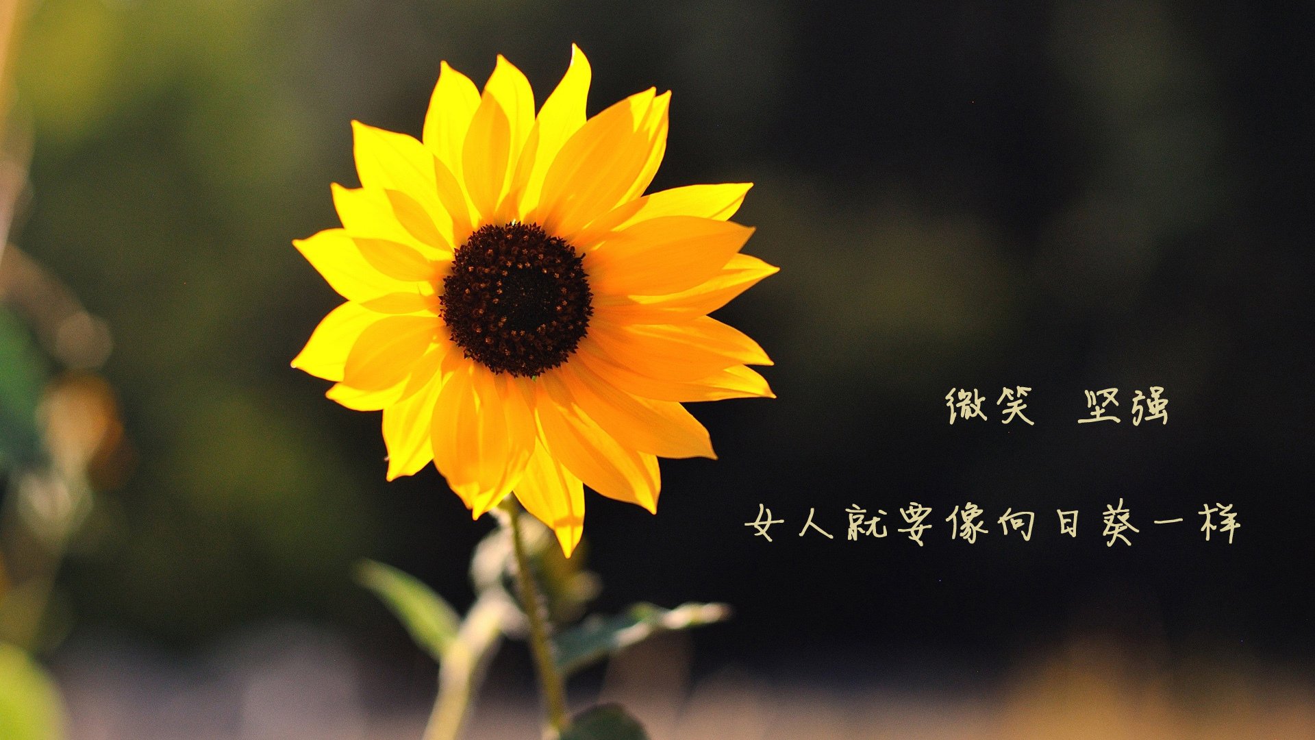 当布鲁克林的风吹过东北虎，字母哥跨联盟封神之战